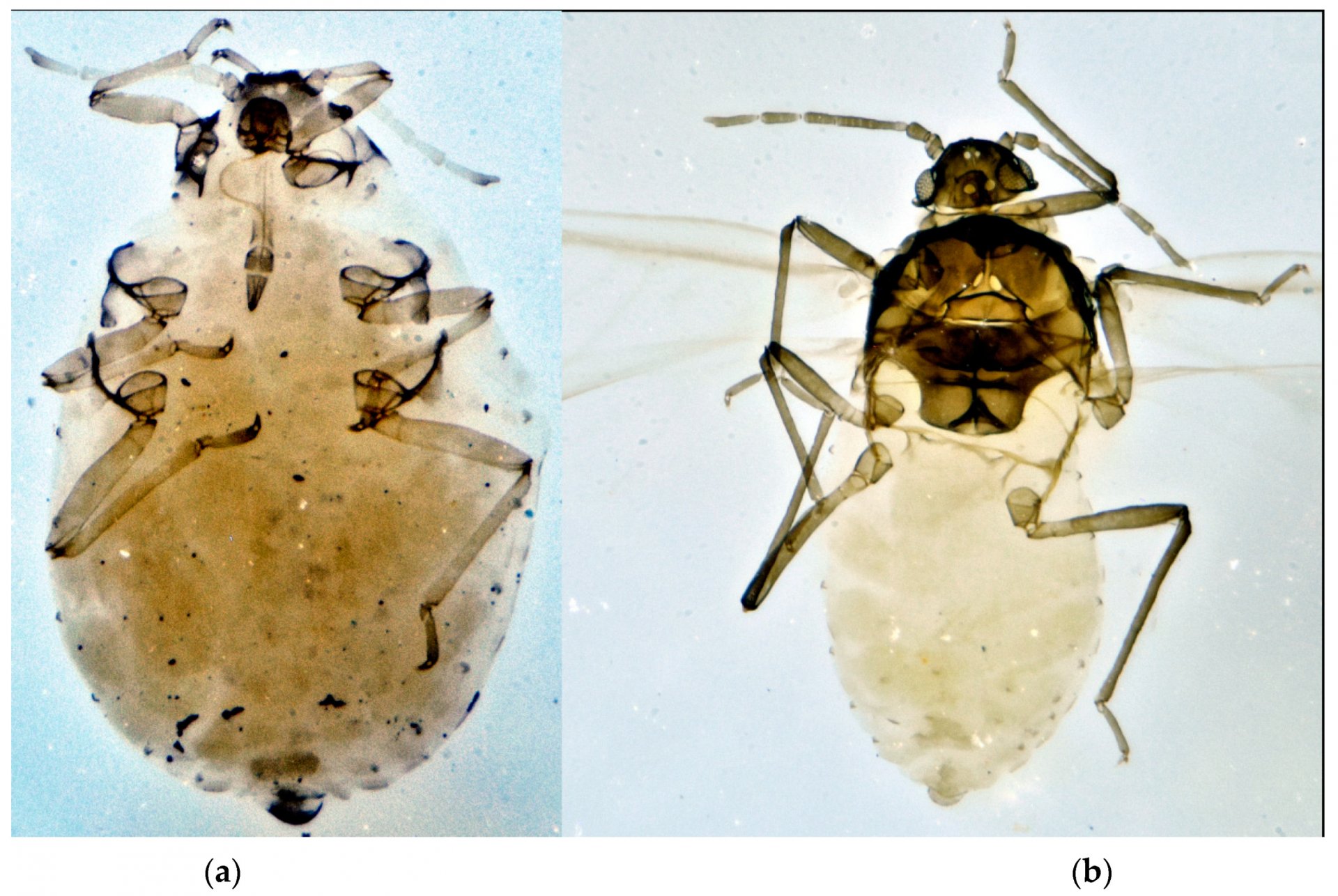 Prociphilus fraxinifolii