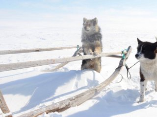 Собаки в Арктике