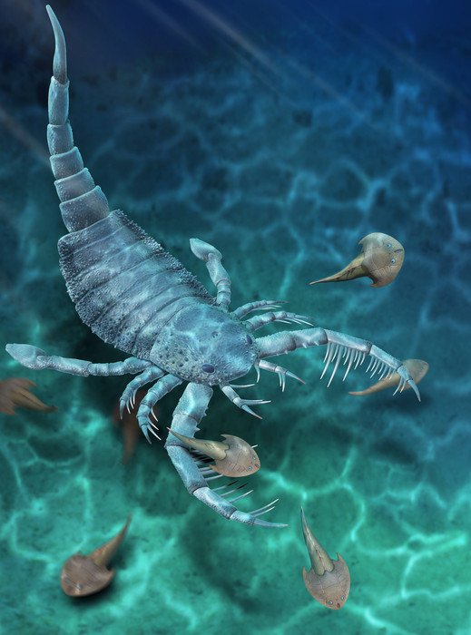Впервые в Китае обнаружен ископаемый морской скорпион