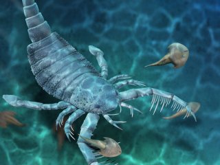 Впервые в Китае обнаружен ископаемый морской скорпион