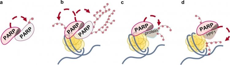 Варианты активности ферментов PARP: а — базальная (ДНК-независимая) активность; b — ДНК-зависимая автомодификация, которая, как предполагается, происходит в цис- и трансвариантах; c — ДНК-зависимая гетеромодификация белка-мишени; d — HPF1-индуцированная гетеромодификация гистонов