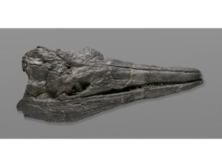 Обнаружен окаменелый череп самого древнего крупного ихтиозавра   