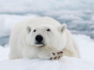 Белый медведь. Источник: https://www.ttelegraf.ru/news/pochemu-belye-medvedi-vyhodyat-k-lyudyam/
