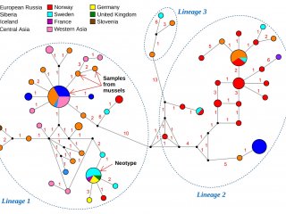 Результаты генетического анализа пиявок Helobdella stagnalis из разных регионов Евразии. Окружности показывают группы генотипов пиявки, соответствующие трём разным генетическим линиям