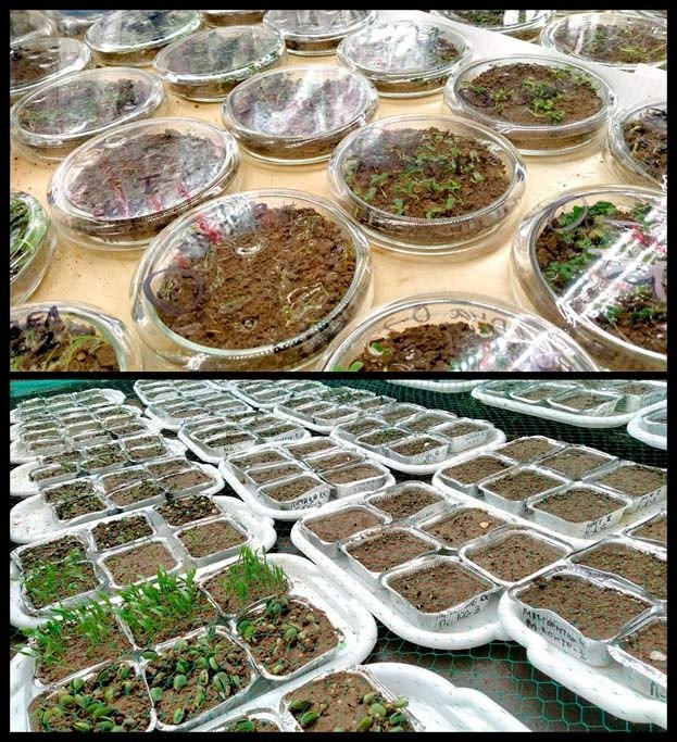 Прорастание семян в закрытых чашках Петри (вверху) и открытых вегетационных емкостях (внизу)