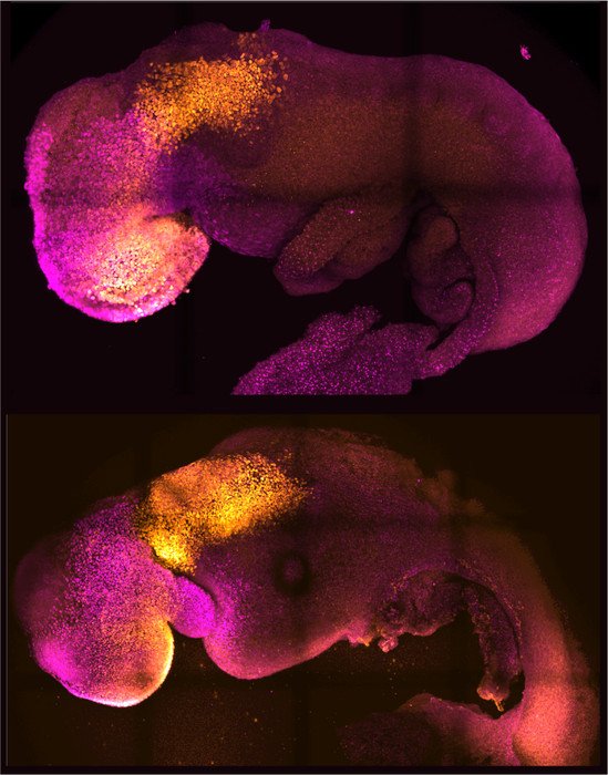 Ученые вырастили искусственного эмбриона мыши с мозгом и бьющимся сердцем