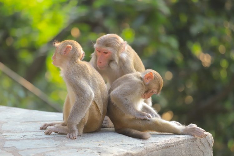 Алкоголь в рационе приматов стал эволюционным преимуществом
