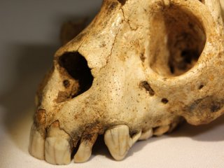 У вымершего лемура было больше общего с человекообразными обезьянами и неандертальцами