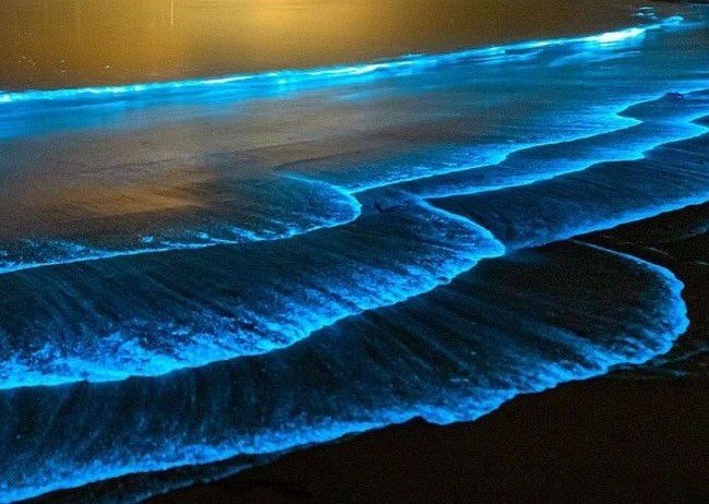 Светящиеся морские организмы в прибрежных волнах