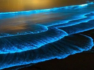 Светящиеся морские организмы в прибрежных волнах