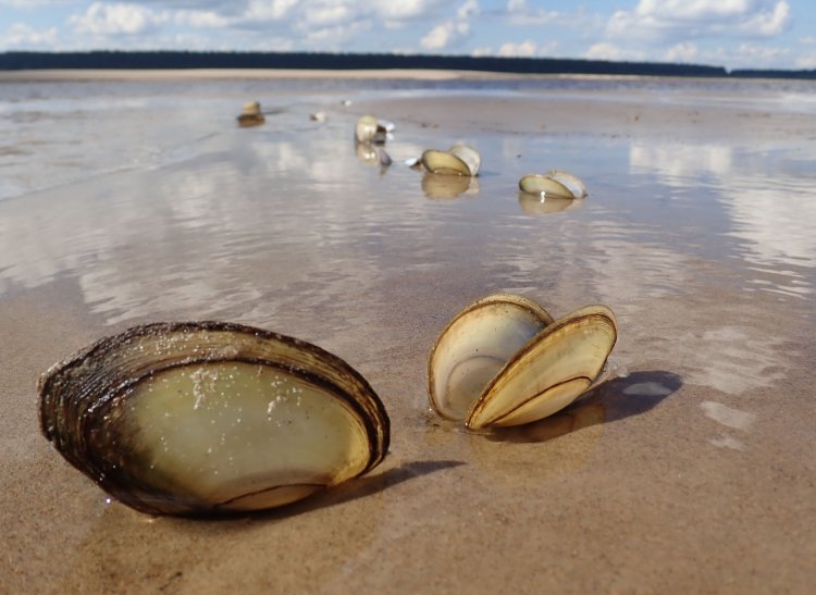 Ведущие учёные мира ищут пути сохранения популяций пресноводных моллюсков