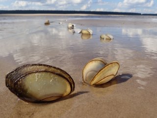 1.Раковины Anodonta anatina, выброшенные на берег р. Сев. Двина, фото О. Аксёновой