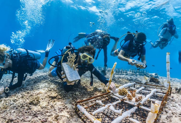 Добровольцы морской природоохранной организации TRACC собирают кораллы для восстановления и пересадки обратно на риф