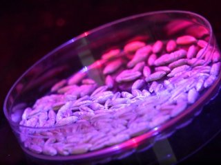 Обработка семян лазером и ультрафиолетом защитит посевы от вредителей