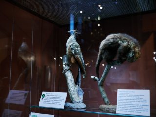 Выставка «100 удивительных животных» в Дарвиновском музее. Фото: Елена Либрик / «Научная Россия»