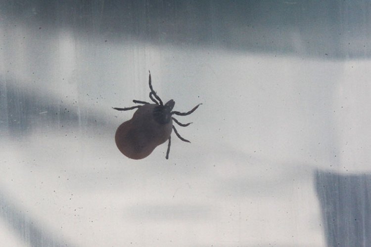 Фото: Сергей Ведяшкин/АГН «Москва»