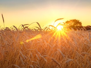 Воздействие естественного света улучшает метаболическое здоровье. Фото: ru.123rf.com