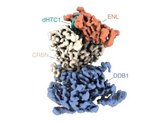 Молекулярная структура лейкемического белка ENL в комплексе деградации, образованном молекулярным клеем dHTC1. Фото: © Miquel Muñoz / CeMM Research Center for Molecular Medicine of the Austrian Academy of Sciences