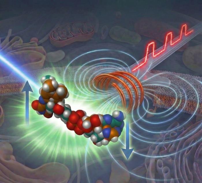 Флуоресцентная микроскопия с накачкой и зондированием поля сочетает в себе импульсное освещение и импульсные магнитные поля. Фото: Graduate School of Arts and Sciences, College of Arts and Sciences, The University of Tokyo