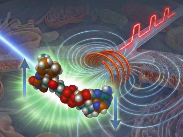 Флуоресцентная микроскопия с накачкой и зондированием поля сочетает в себе импульсное освещение и импульсные магнитные поля. Фото: Graduate School of Arts and Sciences, College of Arts and Sciences, The University of Tokyo