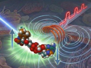 Флуоресцентная микроскопия с накачкой и зондированием поля сочетает в себе импульсное освещение и импульсные магнитные поля. Фото: Graduate School of Arts and Sciences, College of Arts and Sciences, The University of Tokyo