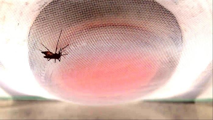 Самка жёлтолихорадочного комара (Aedes aegypti), питающаяся из пакета с тёплой кровью.. Фото: Romina Barrozo / University of Tours