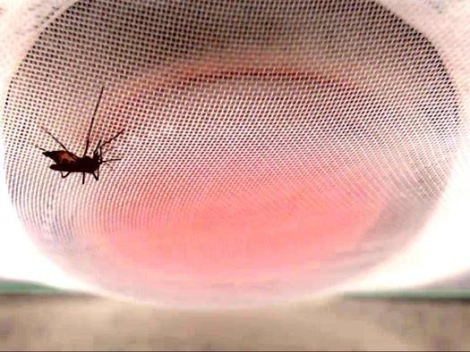 Самка жёлтолихорадочного комара (Aedes aegypti), питающаяся из пакета с тёплой кровью.. Фото: Romina Barrozo / University of Tours