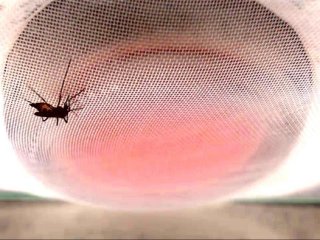 Самка жёлтолихорадочного комара (Aedes aegypti), питающаяся из пакета с тёплой кровью.. Фото: Romina Barrozo / University of Tours