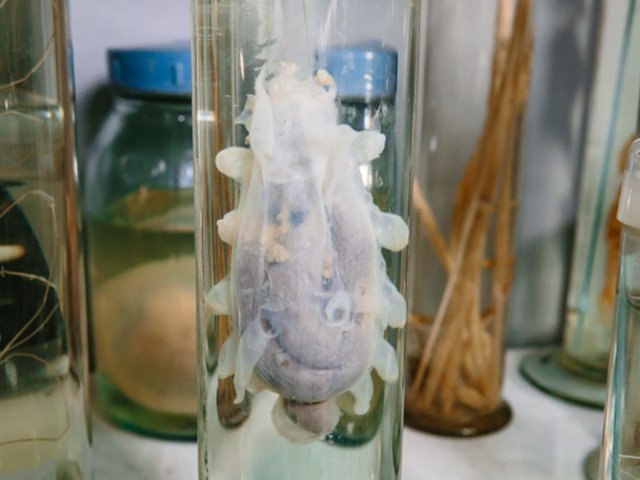 Глубоководная голотурия (морской огурец), род «Эльпидия». Фото: Ольга Мерзлякова / «Научная Россия»