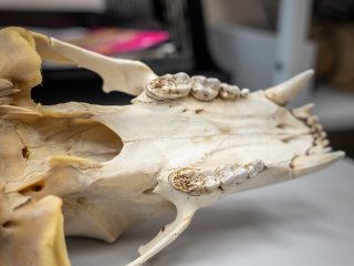 Череп медведя. Источник фото: Александр Трифонов / УрФУ