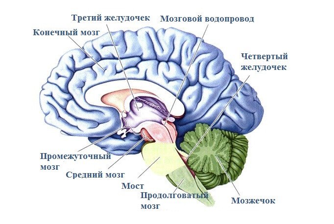 Главные отделы головного мозга