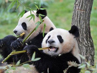 Панды по природе хищники