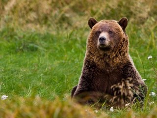 Один волосок медведя может рассказать о его диете