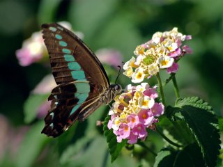 Бабочка с беспрецедентным цветовым зрением