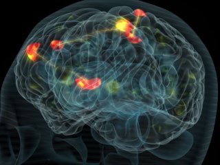 Структура связей в каждом мозге уникальна