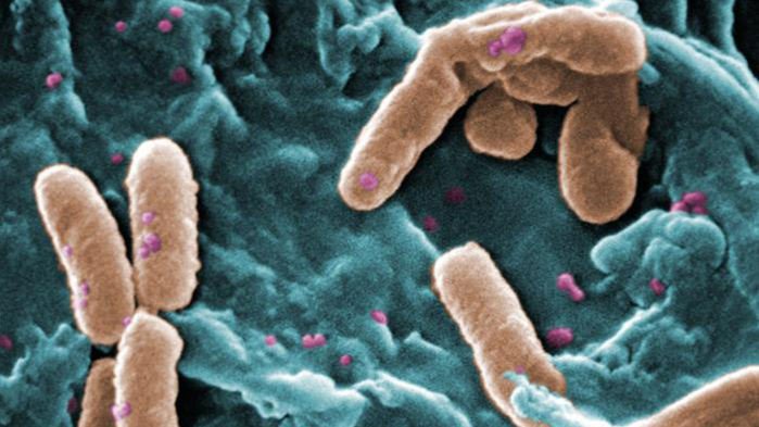 ВОЗ опубликовал дюжину самых опасных бактерий