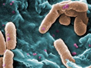 ВОЗ опубликовал дюжину самых опасных бактерий