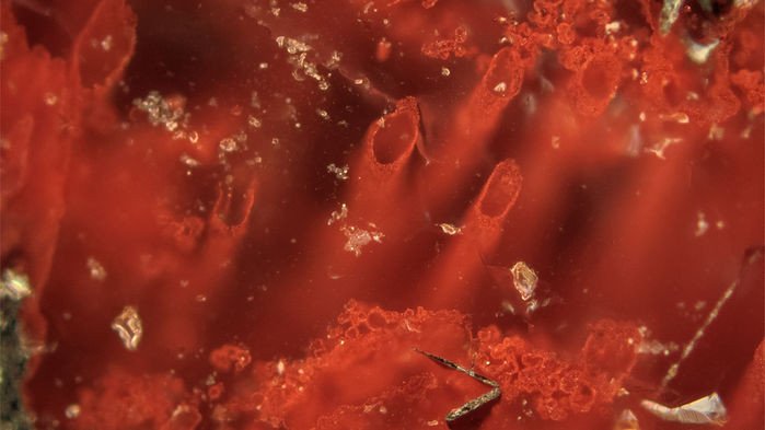 Вновь найденные самые древние следы жизни на Земле вызывают вопросы