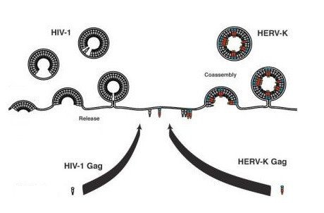 Древний ретровирус в нашем геноме помогает бороться с ВИЧ