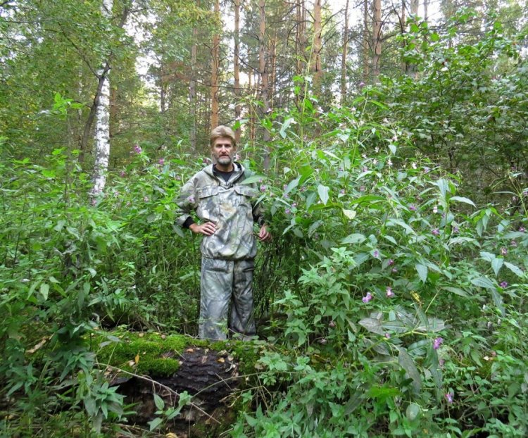 Ботаники ТГУ исследуют распространение в Сибири растений-«агрессоров»