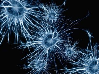 Шведские ученые нашли «нейроны агрессии»