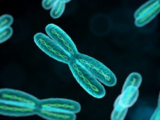 Удаление некодирующей ДНК приводит к реверсии пола