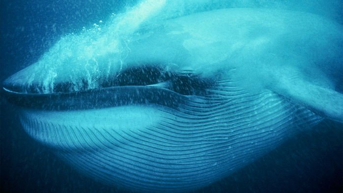 Как древние киты потеряли свои зубы