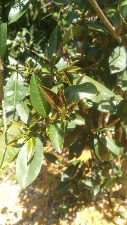 Обнаружен новый вид чайного растения с низким содержанием кофеина