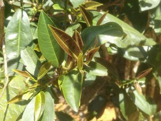 Обнаружен новый вид чайного растения с низким содержанием кофеина
