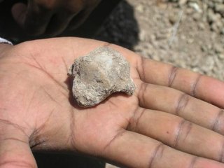 Ардипитеки были лучше приспособлены к прямохождению, чем считалось ранее
