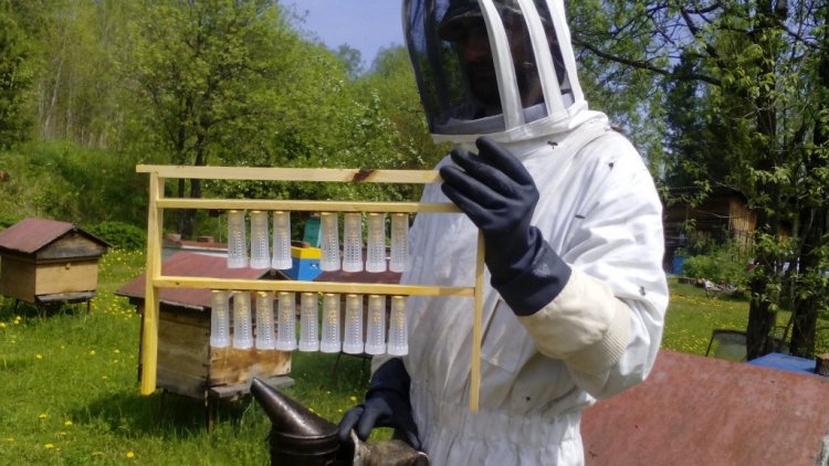 Биологи ТГУ обнаружили причину устойчивости сибирских пчел к опасной болезни
