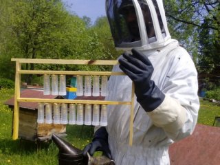 Биологи ТГУ обнаружили причину устойчивости сибирских пчел к опасной болезни