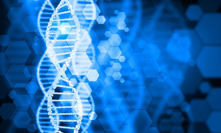 Исследователи обнаружили сложный процесс восстановления ДНК в геноме