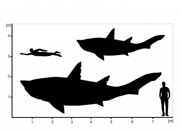 Найдены останки гигантской акулы-«подростка», жившей в эпоху динозавров